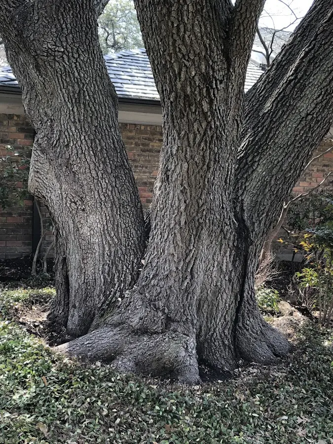 Mature heritage tree close to a Rockport property cared for by certified arborists